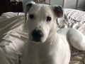 Cleo 15 months